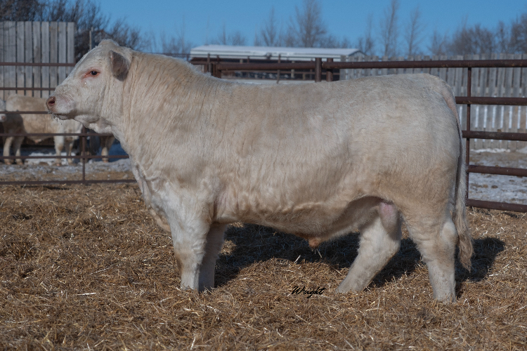 bull